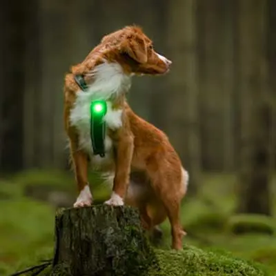 Hund trägt grünes Orbiloc Sicherheitslicht beim Spaziergang im Wald