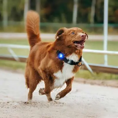 Rennender Hund mit blauem Orbiloc LED-Licht – Sichtbarkeit beim Joggen und Training