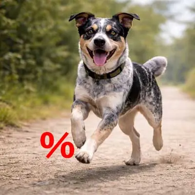 The Good Stuff Trockenfutter Angebote