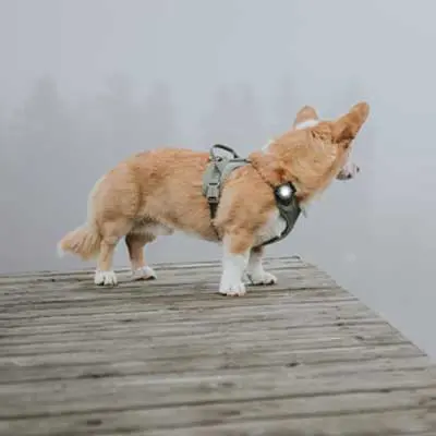Hund mit weißem Orbiloc Sicherheitslicht im Nebel auf einem Steg