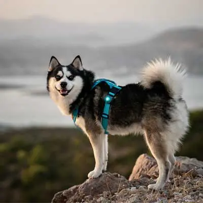 Hund trägt Orbiloc Sicherheitslicht in Türkis im Gelände