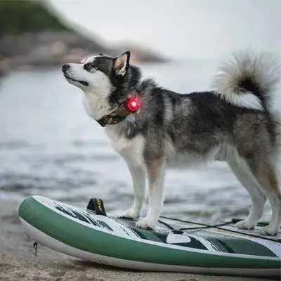 und mit rotem Orbiloc Sicherheitslicht auf einem SUP-Board am Wasser