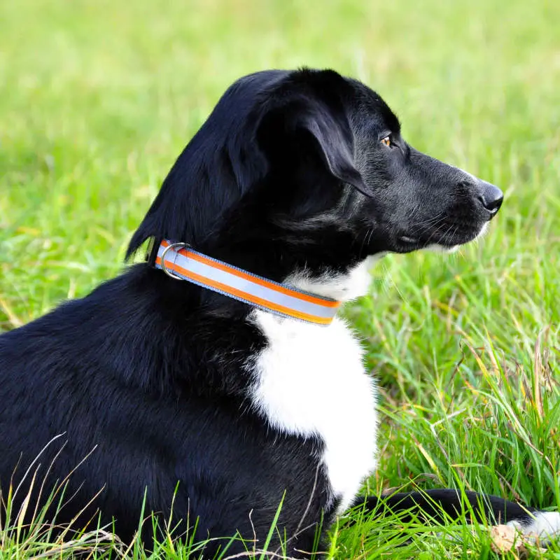 Reflektierendes Signal Hundehalsband Orange für mehr Sicherheit – WuffWuffDesign