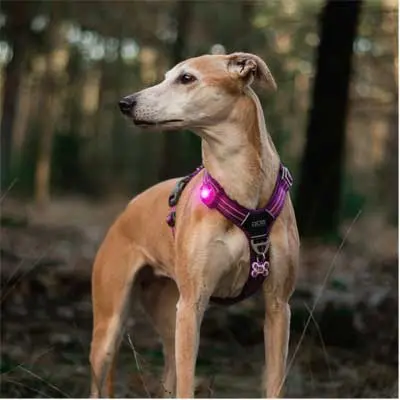 Hund mit Orbiloc Dog Dual Sicherheitslicht in Pink am Geschirr