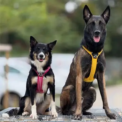 Dog Copenhagen Hundegeschirr