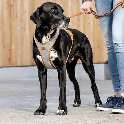 My Curli Hundegeschirr