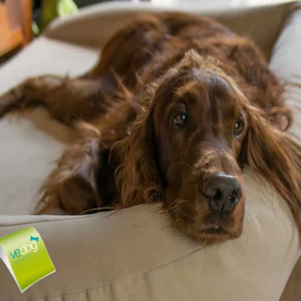 Orthopädisches Vedog Hundebett aus Naturmaterialien