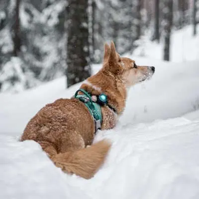 Hund im Schnee mit Orbiloc Sicherheitslicht in Türkis