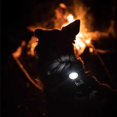 Hund mit weißem Orbiloc Sicherheitslicht nachts vor einem Lagerfeuer
