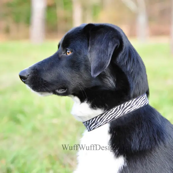 Hundehalsband African Safari von WuffWuffDesign – reißfestes Halsband aus umweltfreundlicher Baumwolle mit sicherem D-Ring und einfach zu bedienender Schließe.