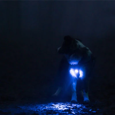 Hund mit blauem Orbiloc Sicherheitslicht im Dunkeln – maximale Sichtbarkeit bei Nacht