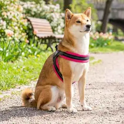 Tre Ponti Hundegeschirr