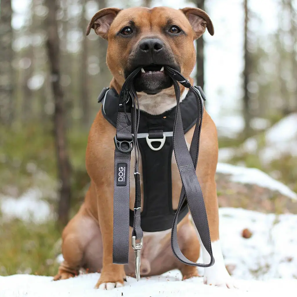 Hund mit Geschirr im Wald – DOG Copenhagen