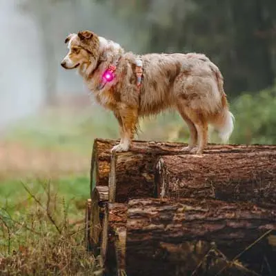 Hund trägt Orbiloc Dog Dual Sicherheitslicht in Pink im Wald