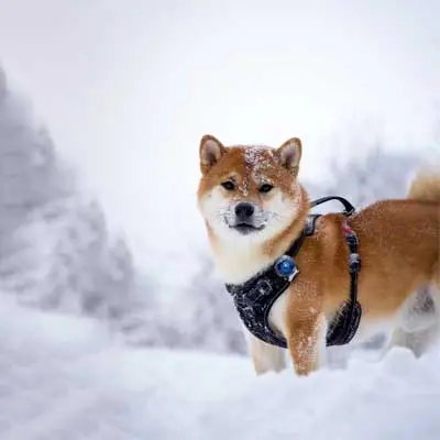 Hund im Schnee mit blauem Orbiloc Sicherheitslicht am Geschirr
