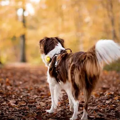 Hund trägt Orbiloc Dog Dual Sicherheitslicht Gelb im herbstlichen Wald