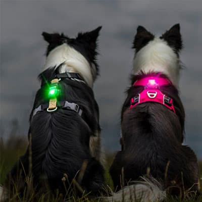 Orbiloc Hundelicht für Sicherheit im Dunkeln