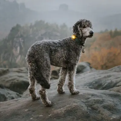 Hund mit Orbiloc Dog Dual Sicherheitslicht Gelb im Gebirge